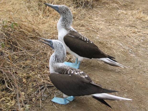 46. Alcatraz Patiazul.jpg