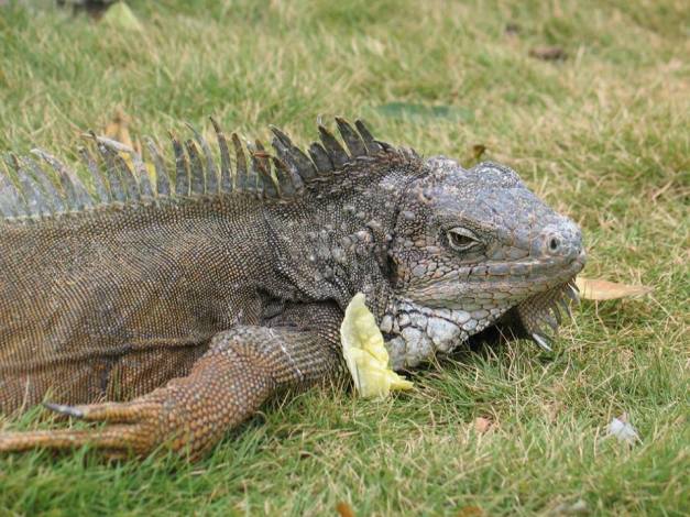 49. Parque de las Iguanas