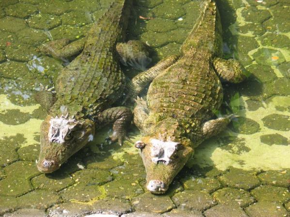 57. Cocodrilos en el Parque Histórico de Guayaquil
