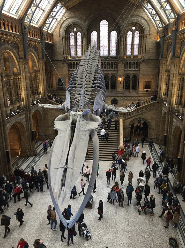 48366732_10216640405858857_4104272307130728448_o